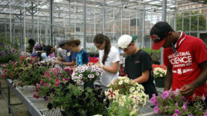 youth in a greenhouse cross pollinating petunias