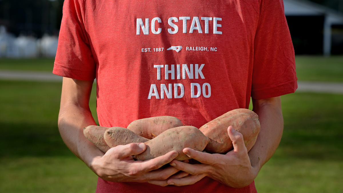 NC State student holding sweetpotatoes