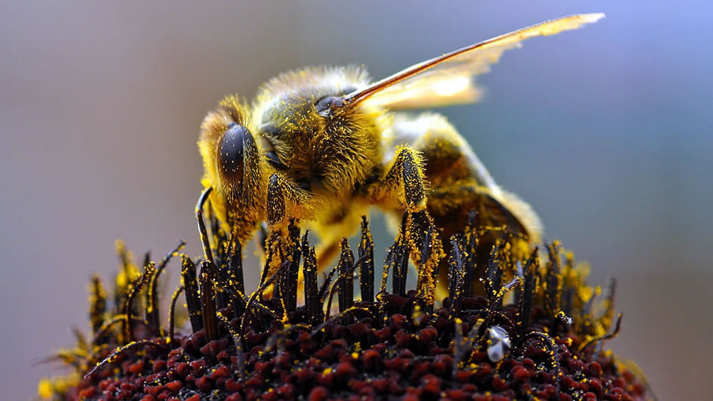 Bee collecting pollen