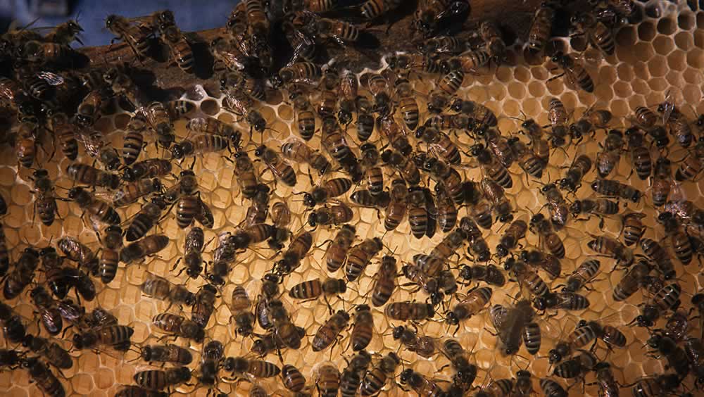 bees on wax comb
