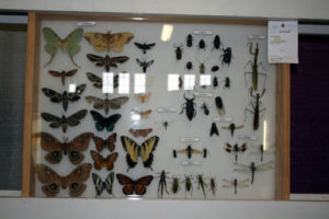 The butterflies and moths wings are spread using a special tool called a wing spreader.