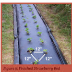 Spacing for strawberry planting