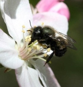 Cover photo for Franklin County Beekeepers Association 2019 Beekeeping School