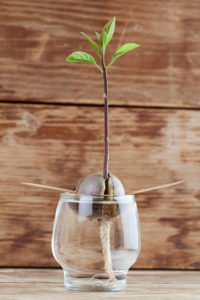 Cover photo for Garbage Can Gardening