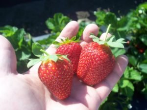 handful of strawberries in garden