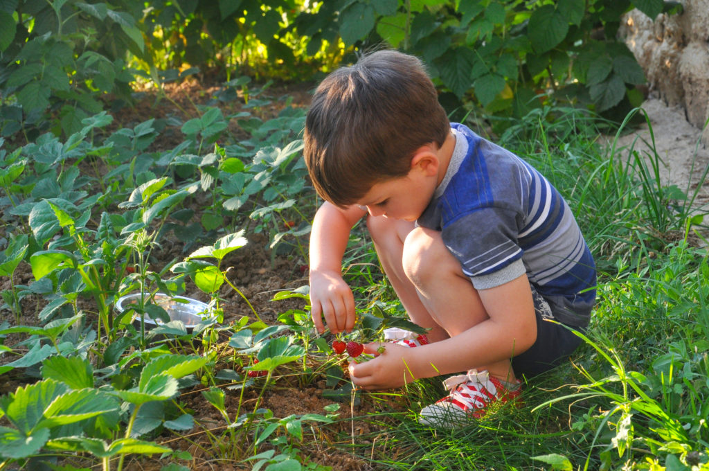 Child eating strawberries in the garden
