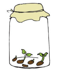 Image of sprouting legumes