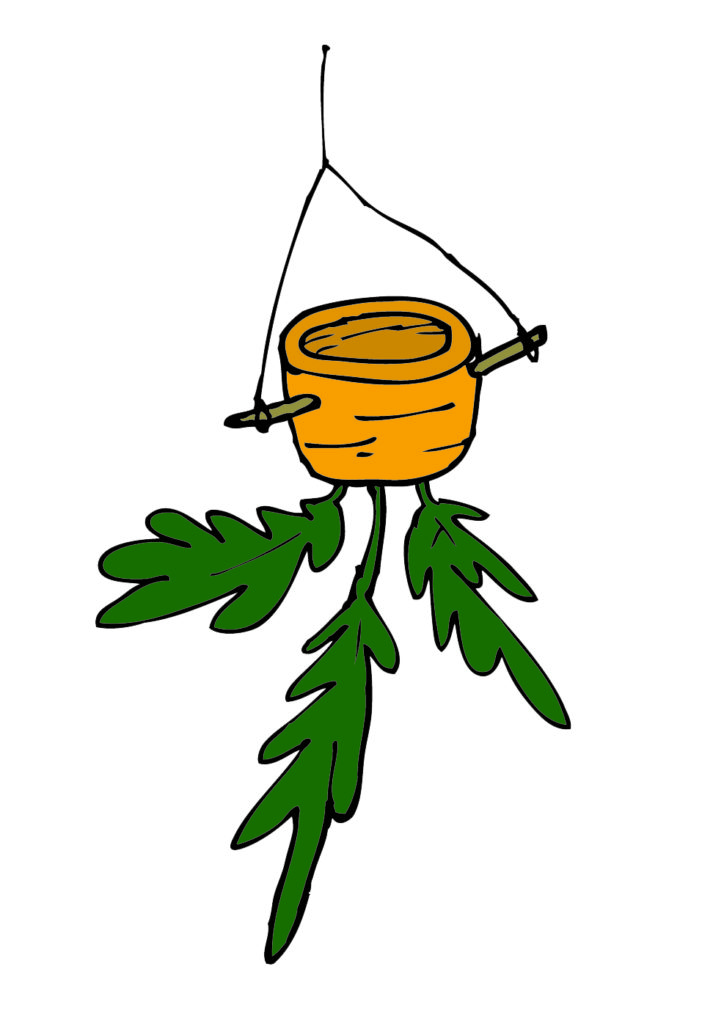 Image of a carrot top