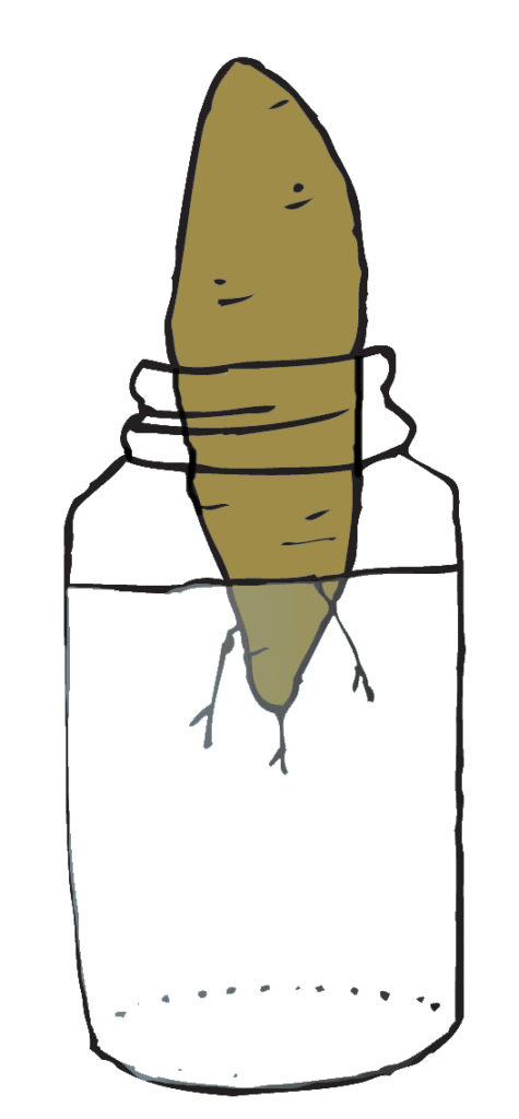 Image of a sweet potato