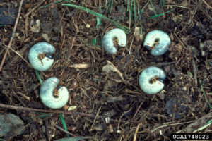 japanese beetle grubs on ground