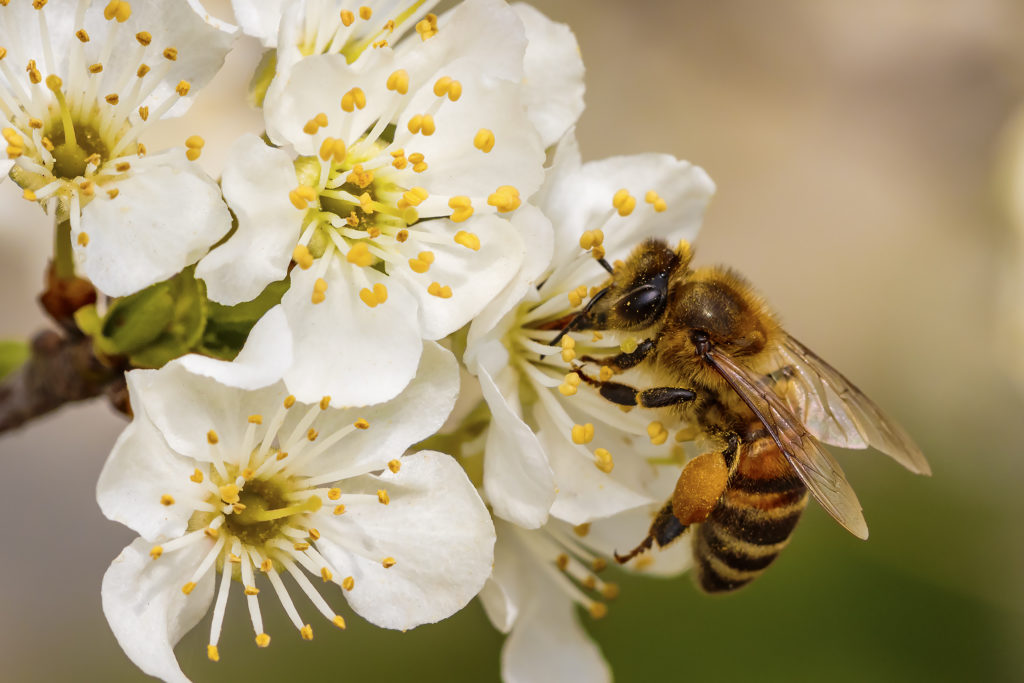 Bee on a spring flower collecting pollen and nectar