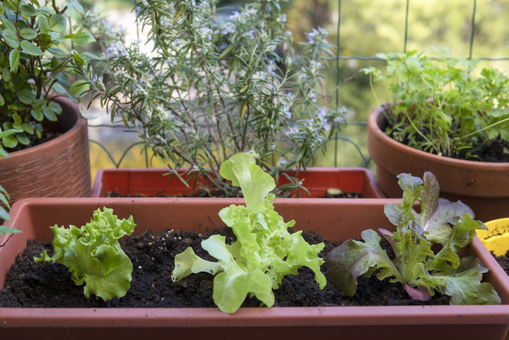 Vegetable container gardening - Gardening at USask - College of