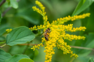 Honeybee (Apis sp.) gather pollen from goldenrod (Solidago sp.) flowers in summer.