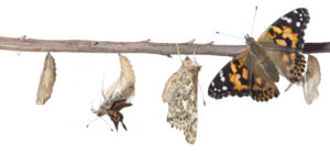 Painted Lady Butterfly Metamorphosis. The Butterfly Metamorphosis From Chrysalis To Butterfly. Metamorphosis is the process of transformation from an immature form to an adult form in two or more distinct stages.