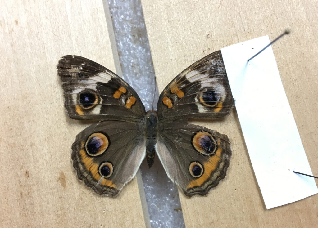 image of a butterfly spread on a spreading board