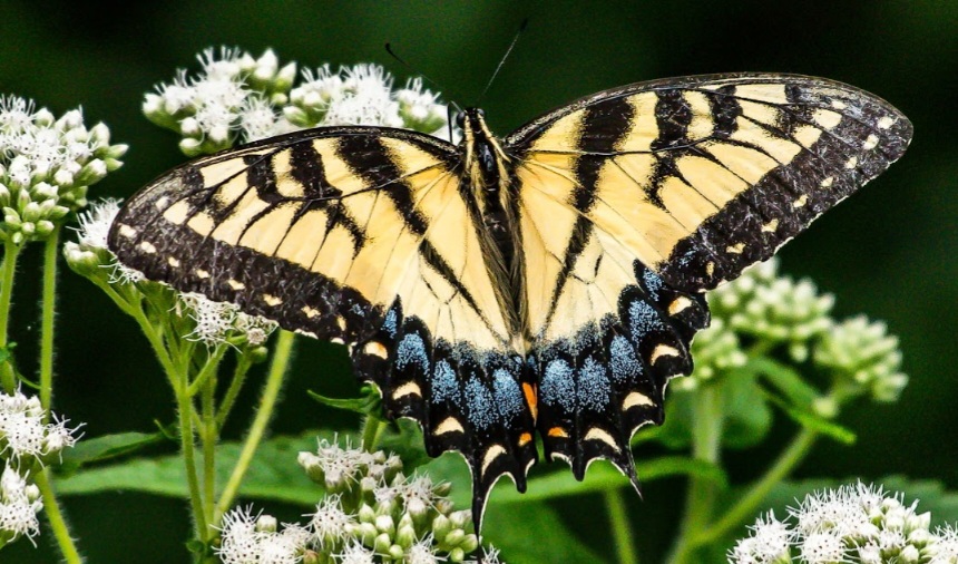 closeup photo of butterfly on flowers