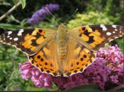 Picture of a Painted Lady butterfly 