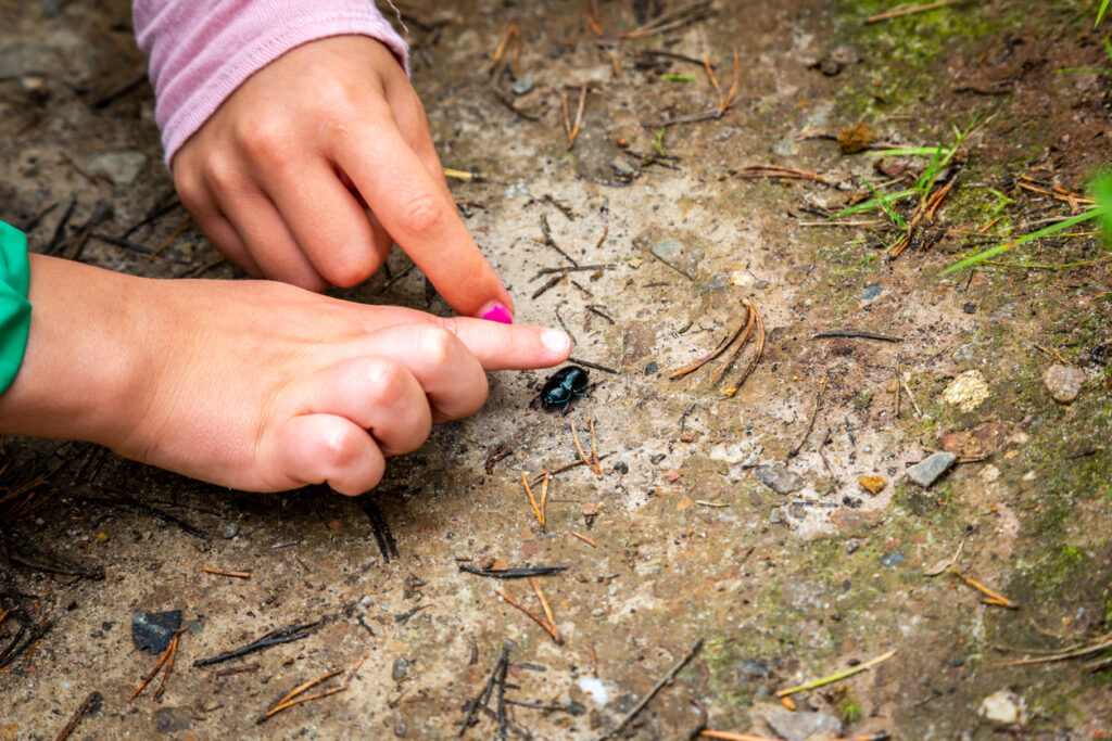 Closeup of little hands at forest ground pointing and touching a black bug. 